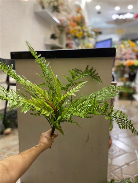 B.Dương xỉ cứng