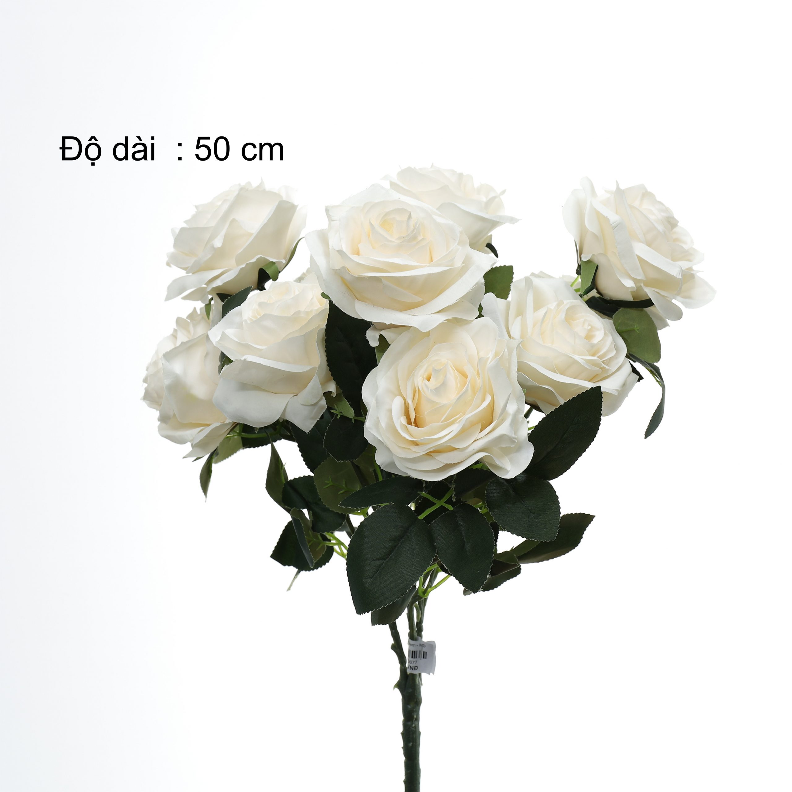 B. Hồng 10b - SA - Ảnh 5