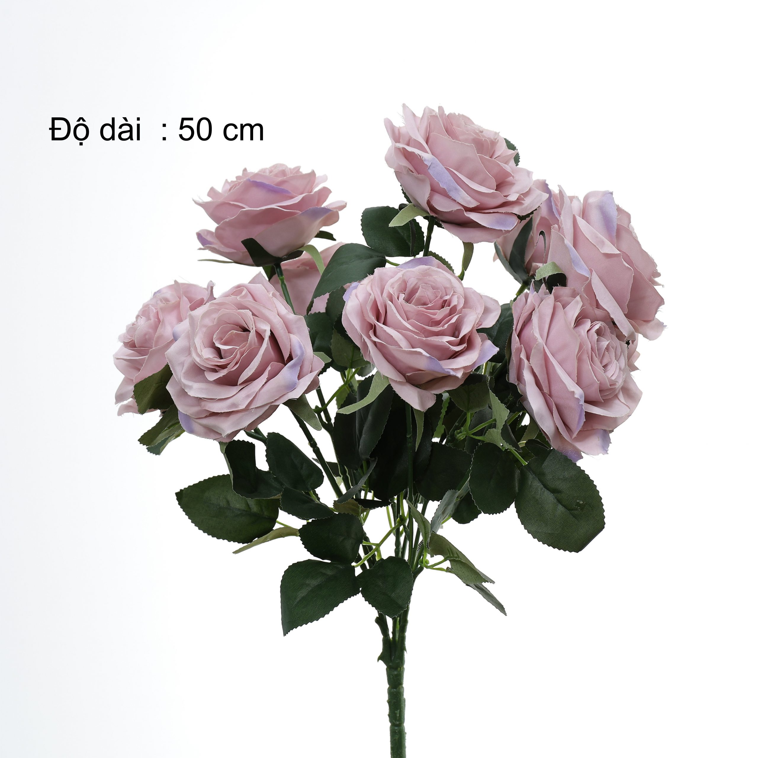B. Hồng 10b - SA - Ảnh 8