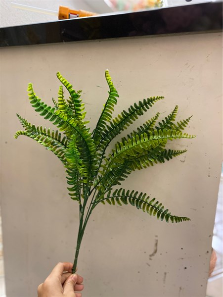 B.Dương xỉ lá me