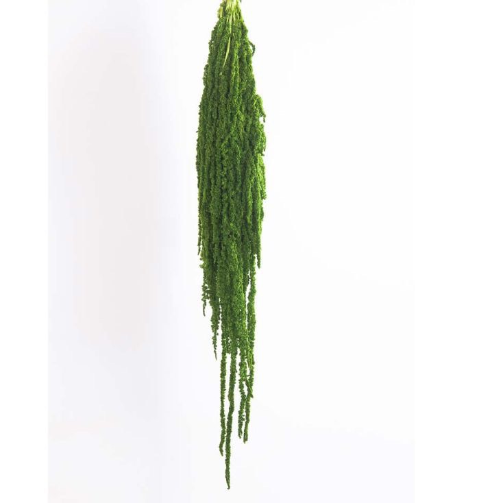 Dền rũ tươi sấy khô