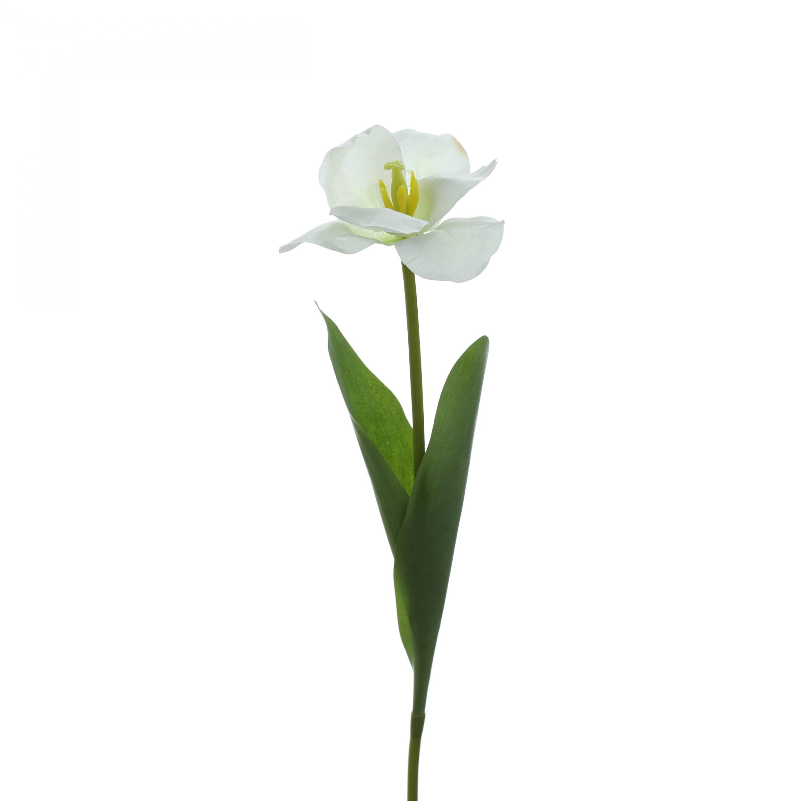 C. Tulip nỡ - XIN - Ảnh 2