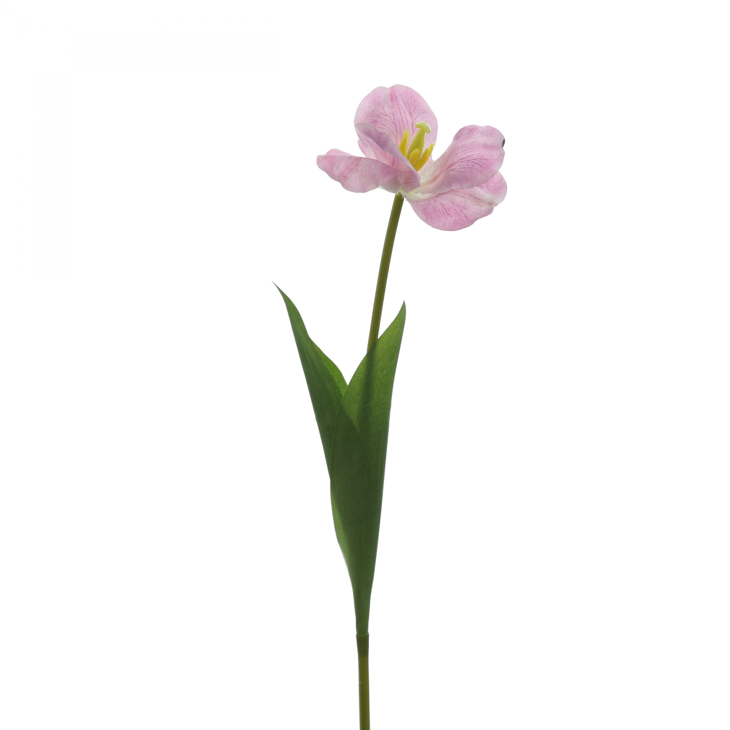 C. Tulip nỡ - XIN - Ảnh 3