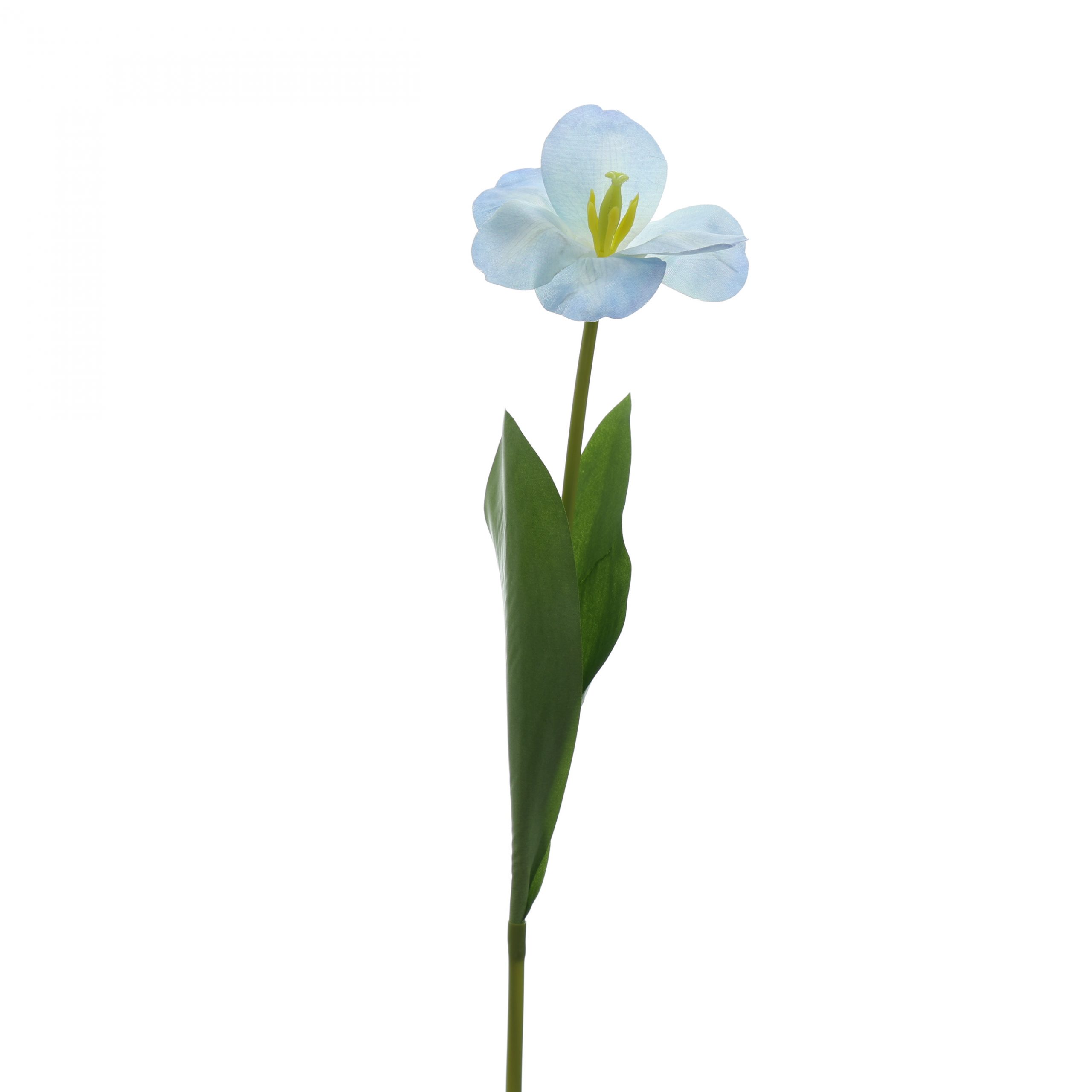 C. Tulip nỡ - XIN - Ảnh 4