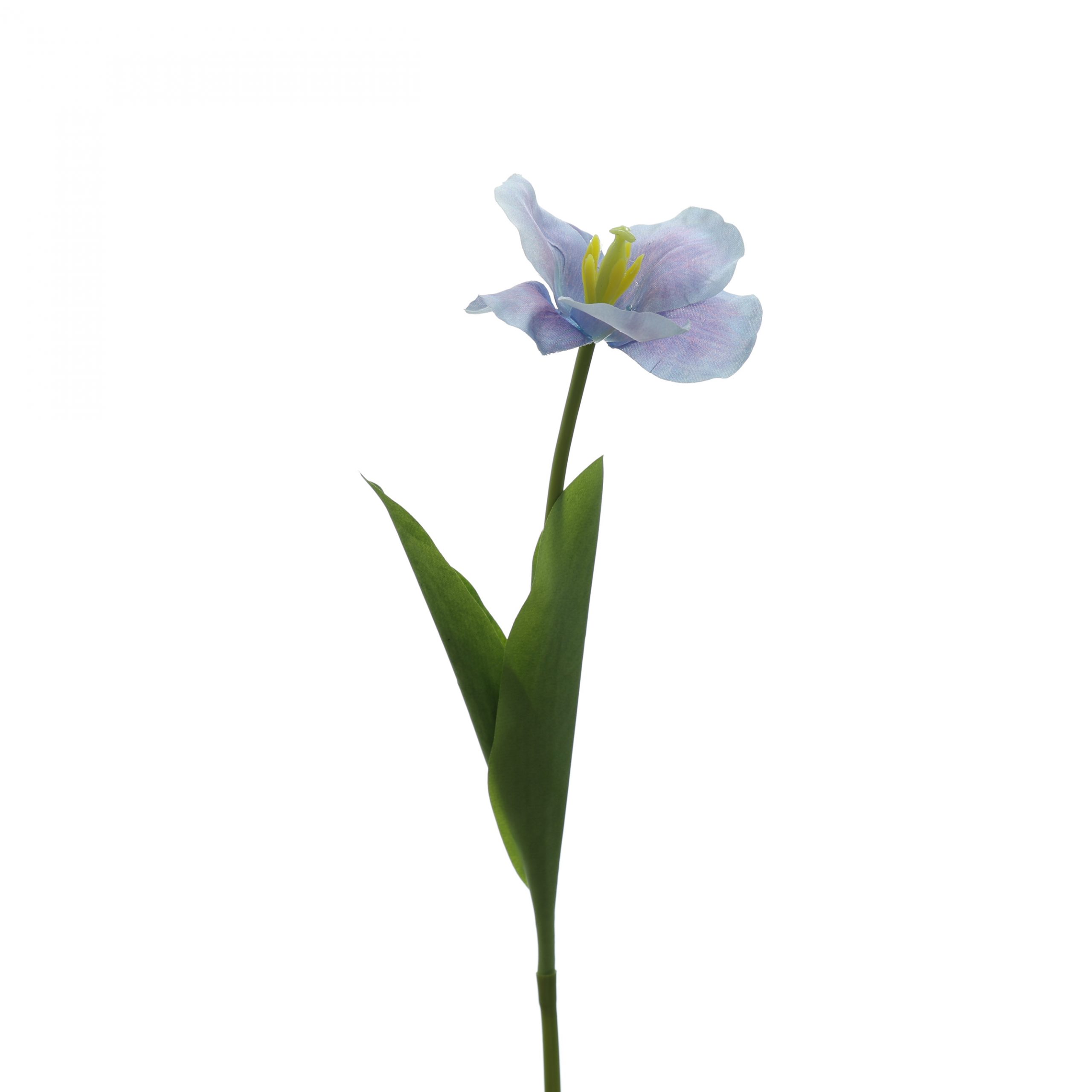 C. Tulip nỡ - XIN - Ảnh 5
