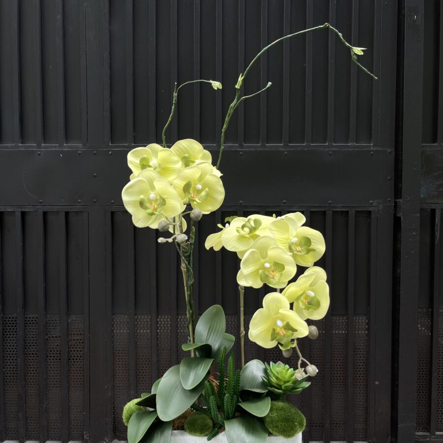 Chậu lan hồ điệp 7b - LC