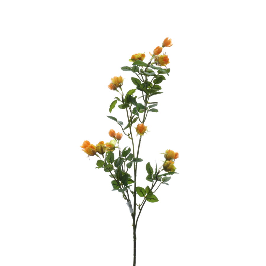 C. Hồng nụ - XIN
