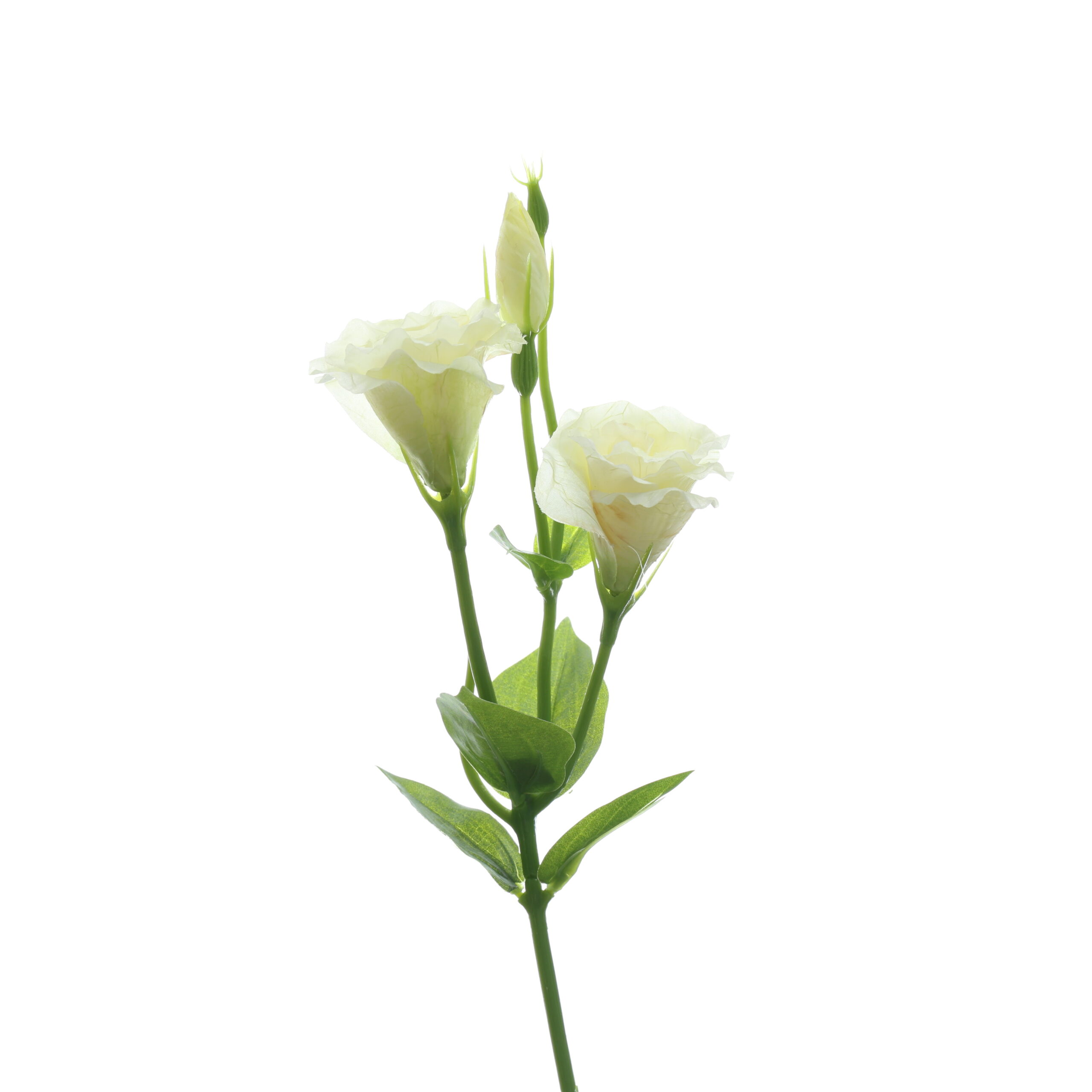 C. Cát tường - XIN - Ảnh 6