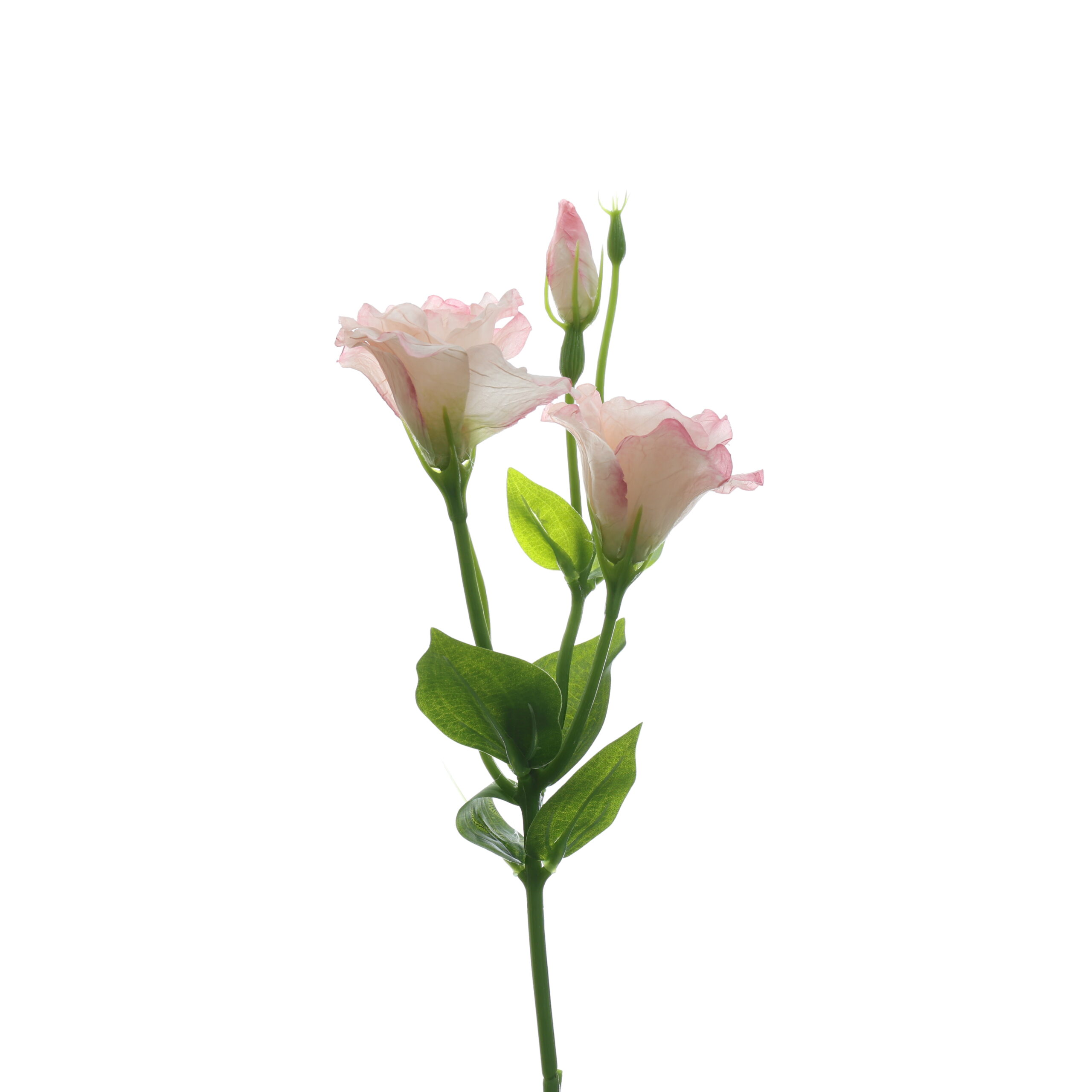 C. Cát tường - XIN - Ảnh 3