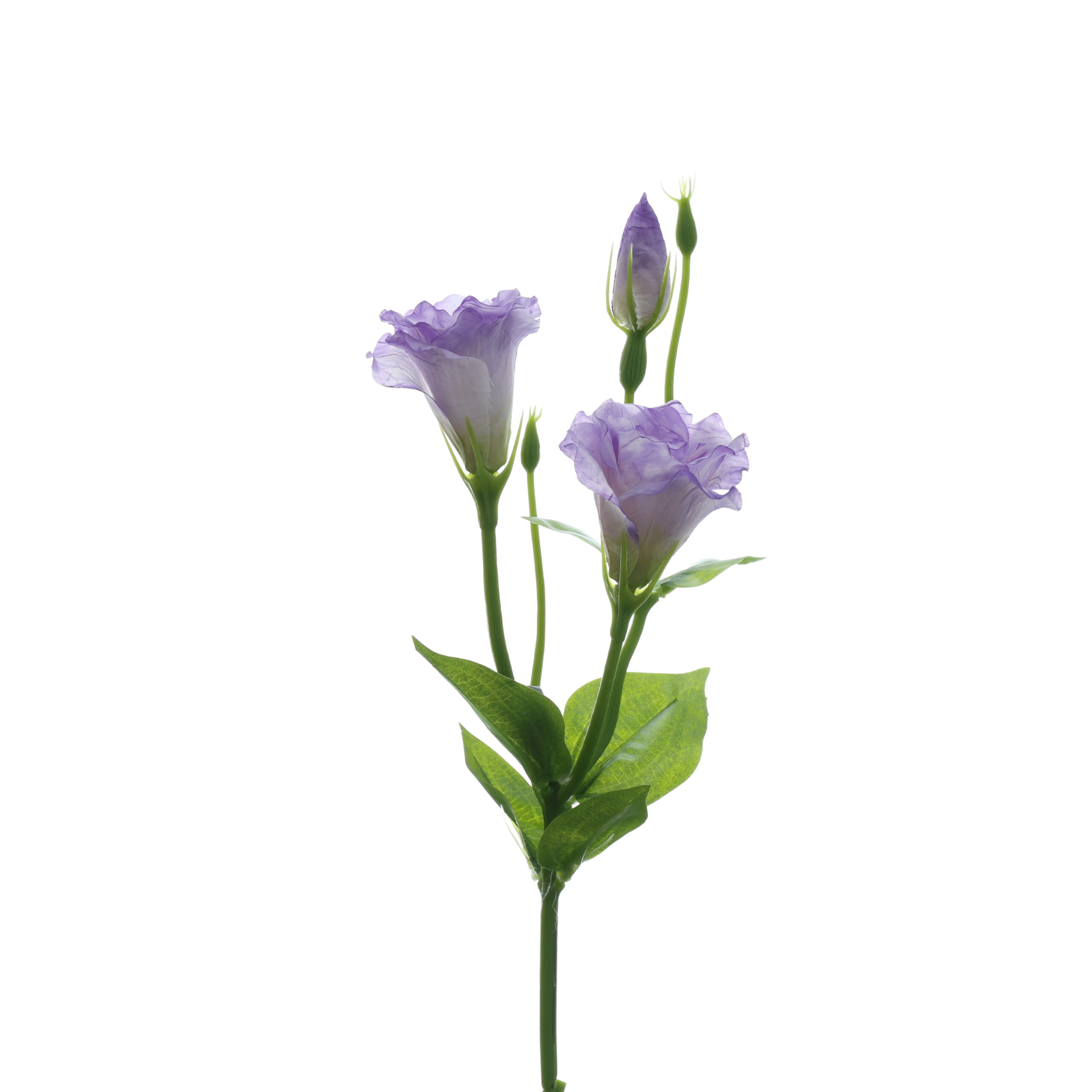 C. Cát tường - XIN - Ảnh 5