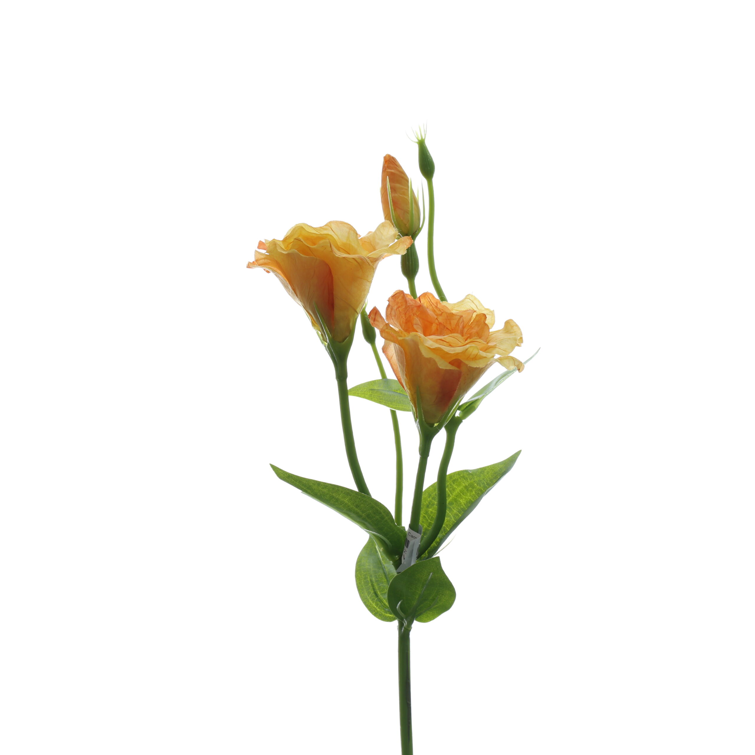 C. Cát tường - XIN - Ảnh 2