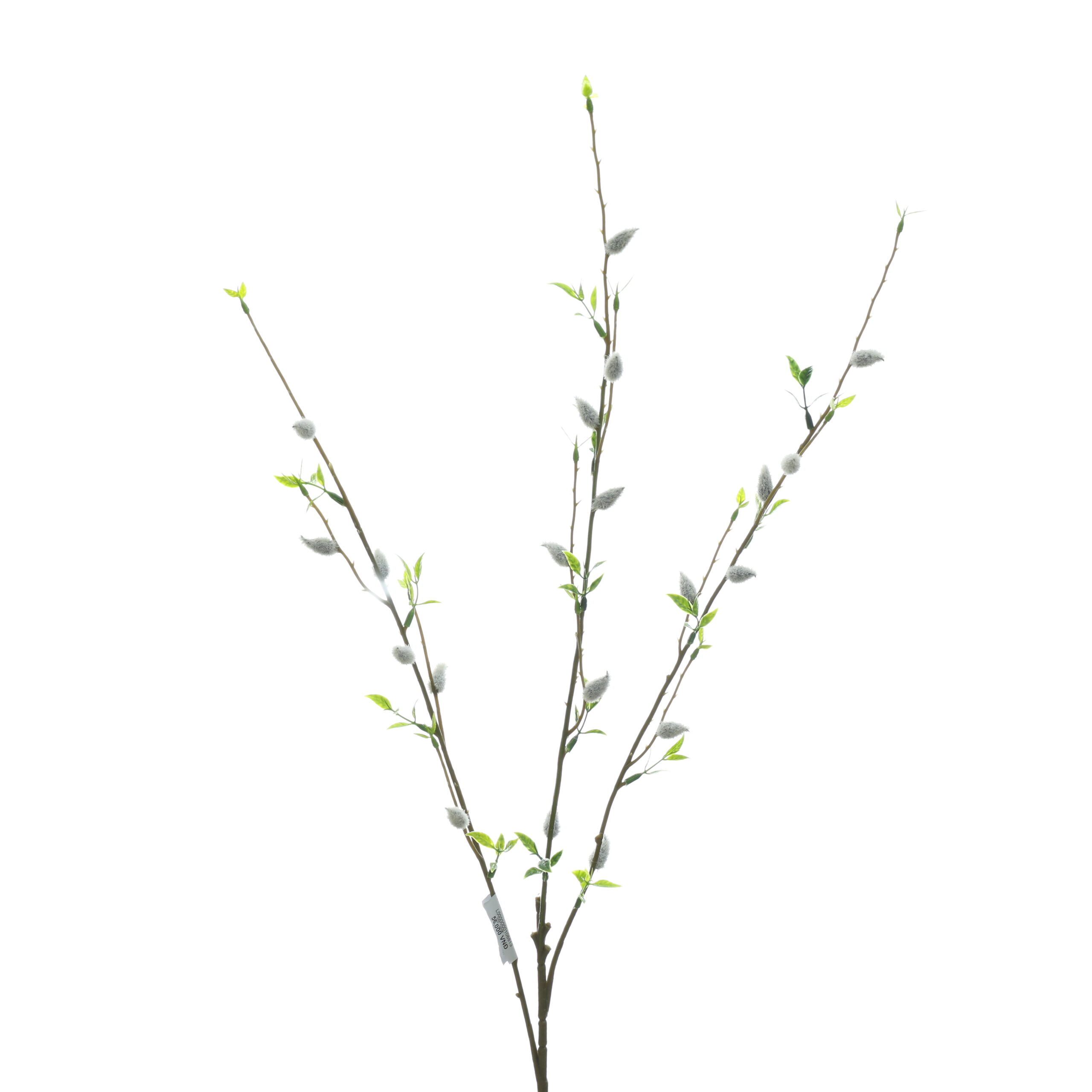 C. Nụ tầm xuân nhí - XIN