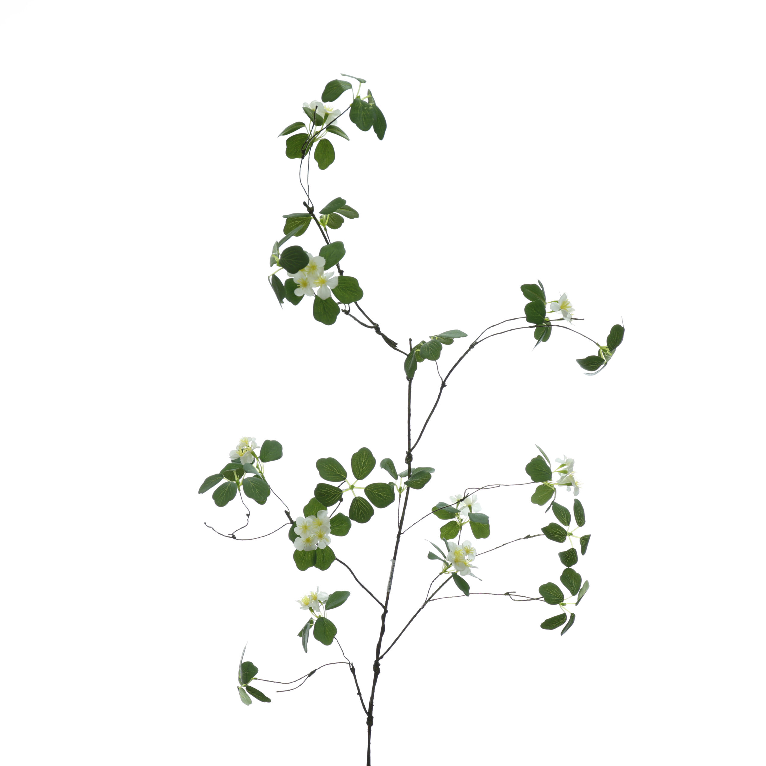 C. Dẻo có hoa - XIN - Ảnh 2