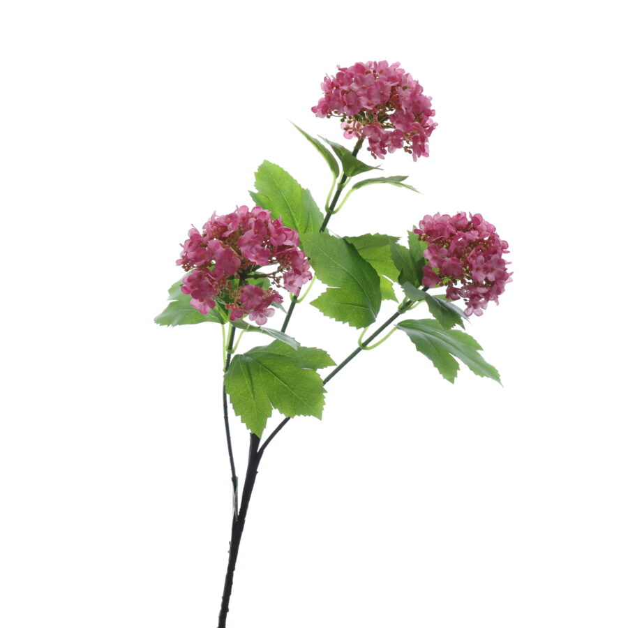 C. Tiểu tú cầu - XIN
