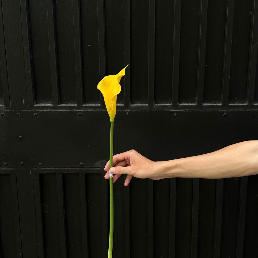 C. Arum - XIN