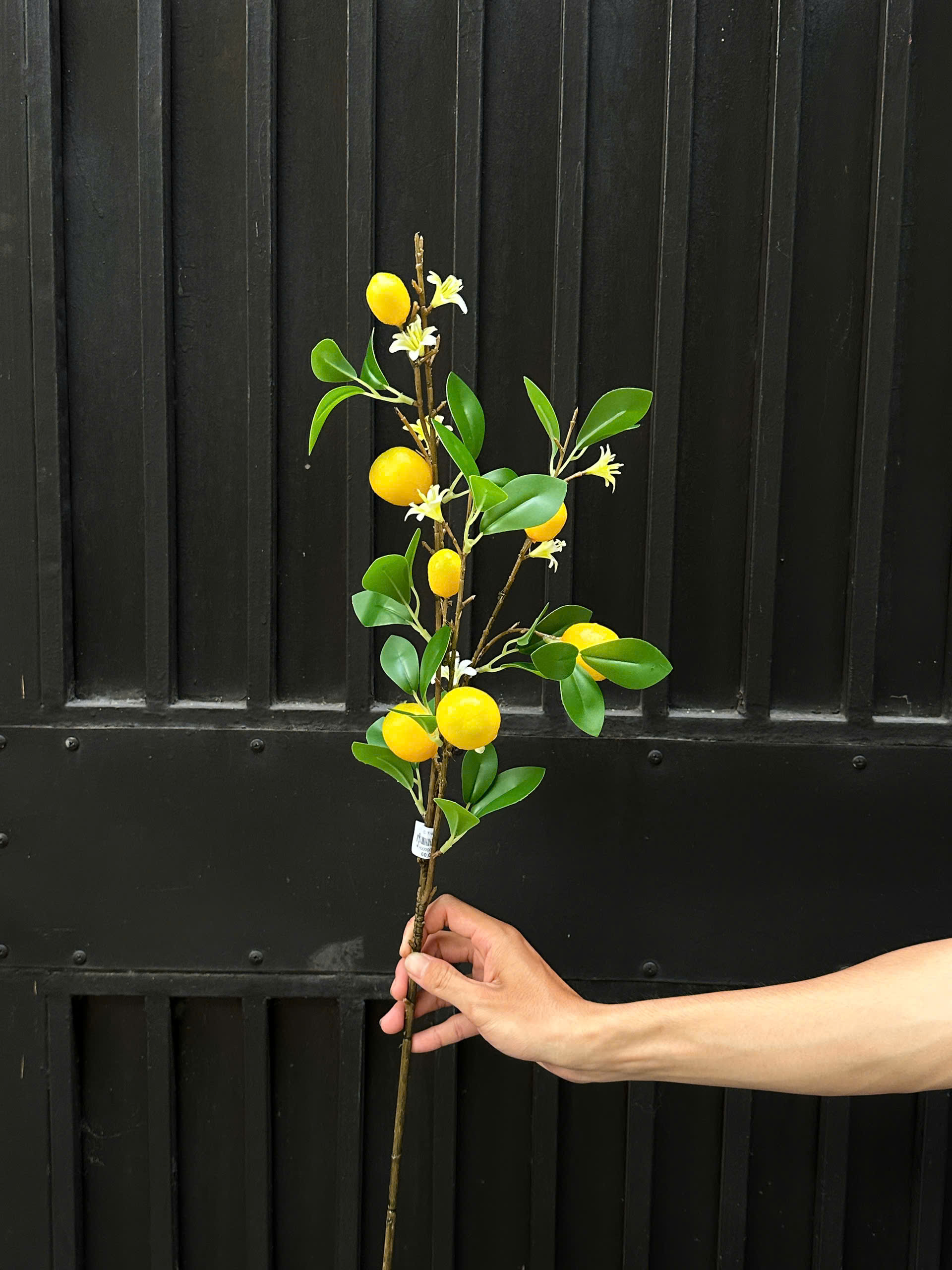 C. Trái chanh -XIN