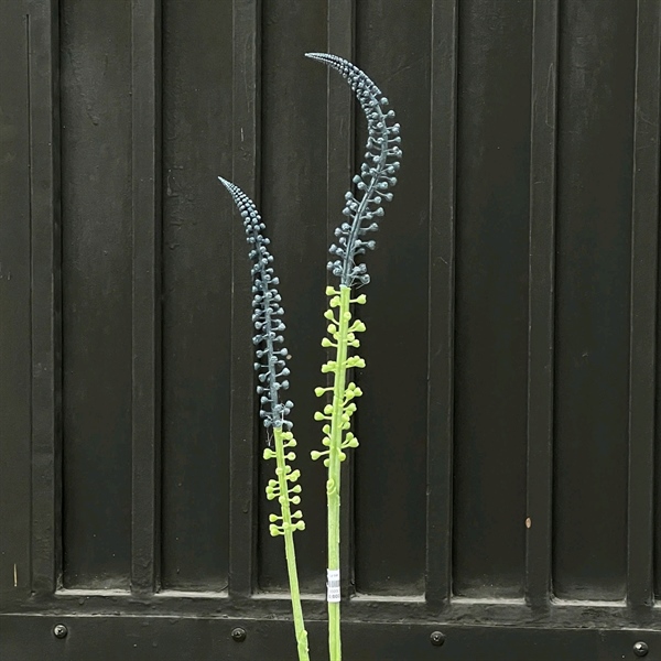 C. Thủy cự tiên - XIN