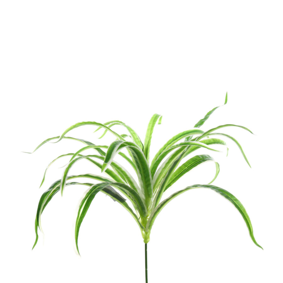 Cỏ Lan Chi - MA